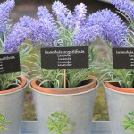 flower Total Sense Therapy